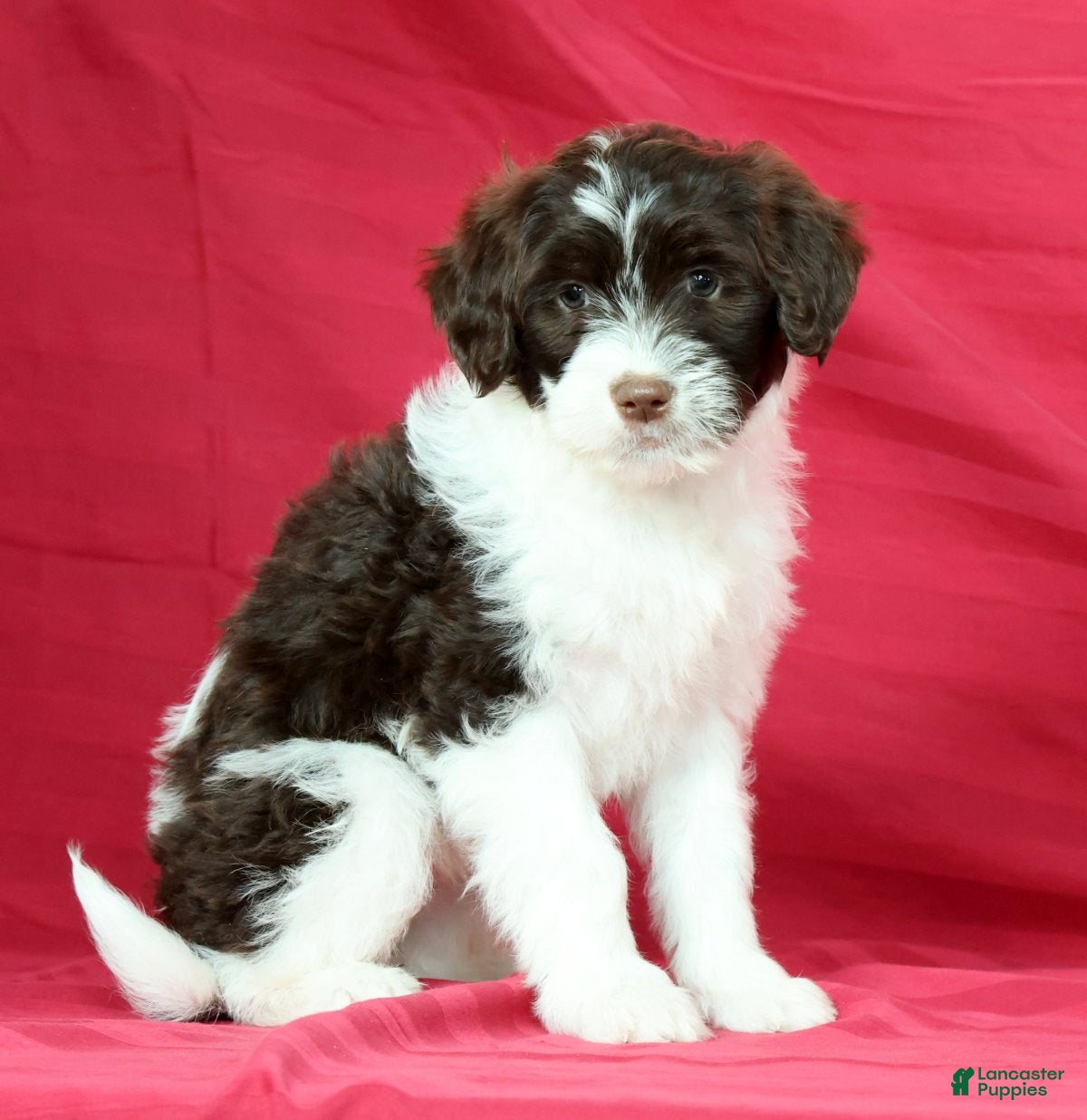 Portuguese Water Dog dogs Rita - Ad 1