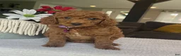 Mini Goldendoodle dogs for sale: Rosie - Ad 4
