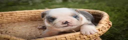 English Bulldog dogs for sale: Sebastian English Bulldog  - Ad 5