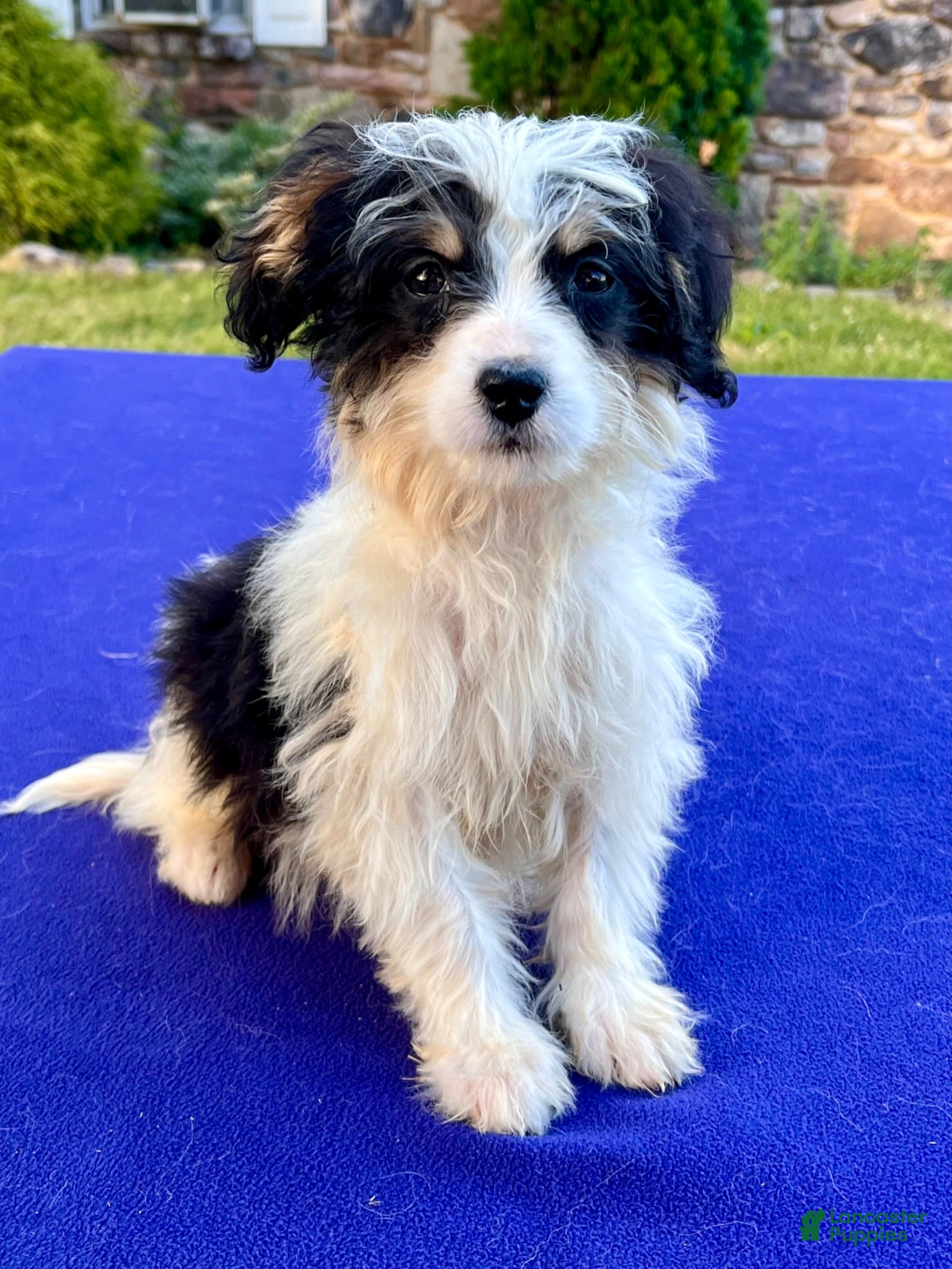 Bernedoodle dogs Smalls - Ad 1