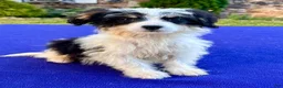 Bernedoodle dogs for sale: Smalls - Ad 1