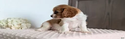 Cavapoo dogs for sale: Stella - Ad 7
