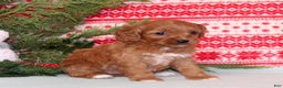 Cavapoo dogs for sale: Violet - Ad 3