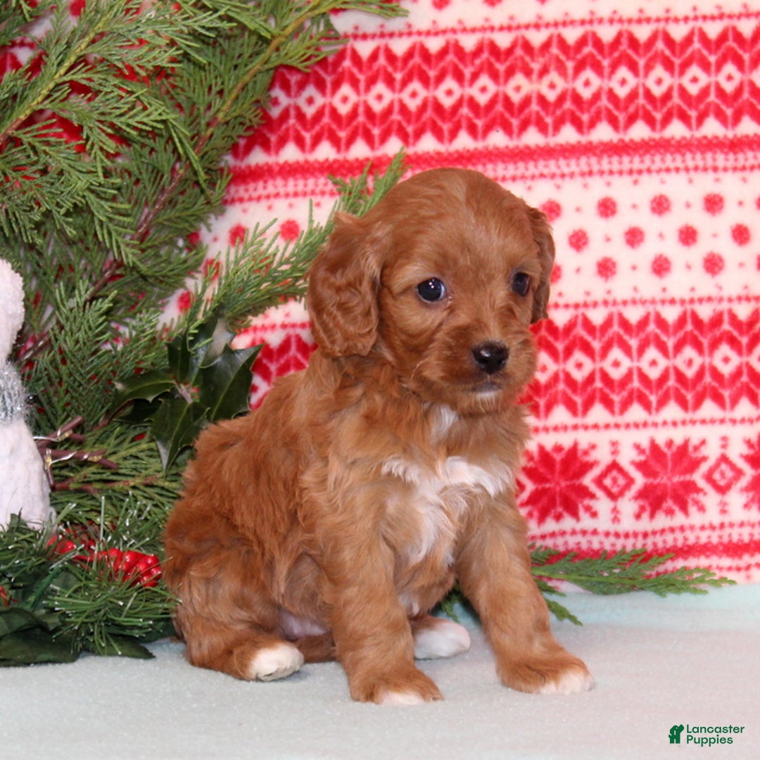 Cavapoo dogs for sale: Violet - Ad 3