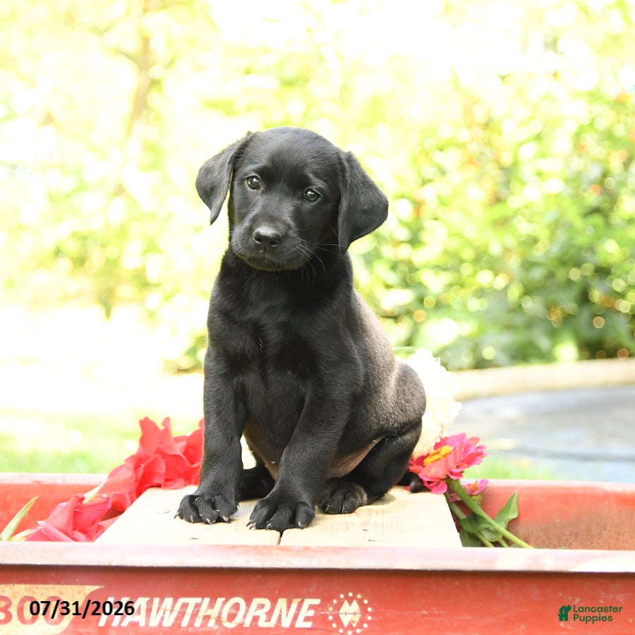 Labrador Retriever dogs Bluebell - Ad 1