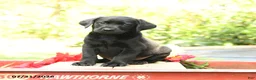 Labrador Retriever dogs for sale: Bluebell - Ad 1