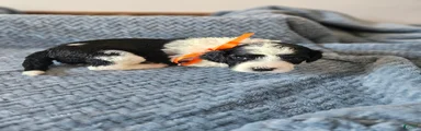 Oreo