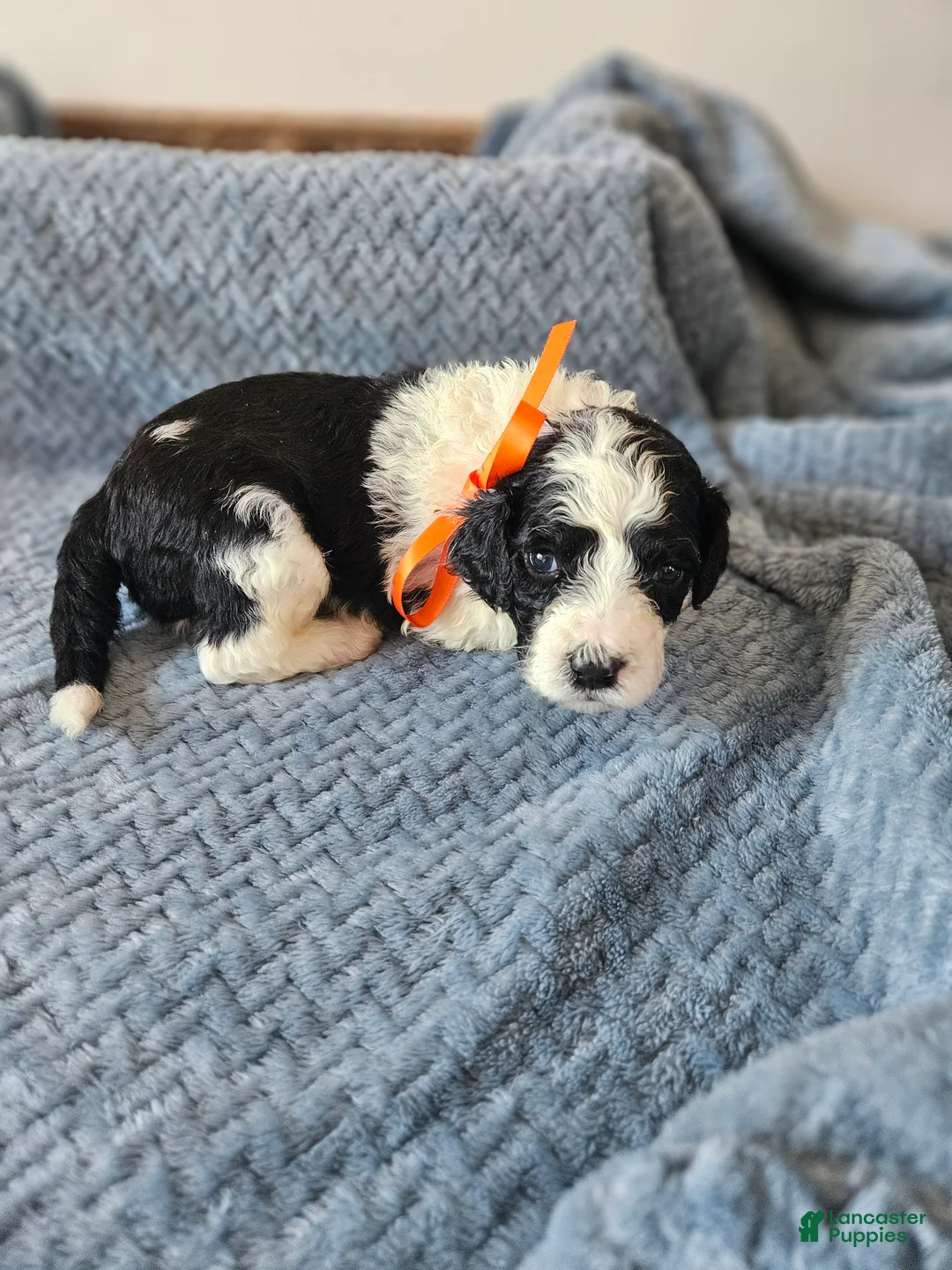 Portuguese Water Dog dogs for sale: Oreo - Ad 1