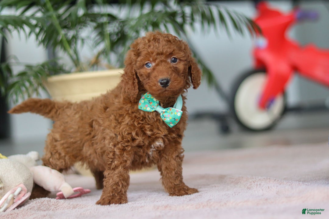 Mini Goldendoodle dogs for sale: Turbo - Ad 4