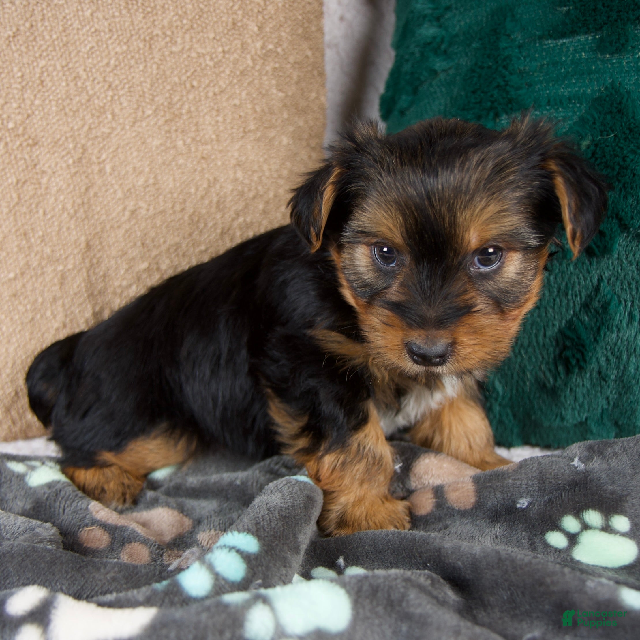 Yorkshire Terrier dogs Gabriel - Ad 9