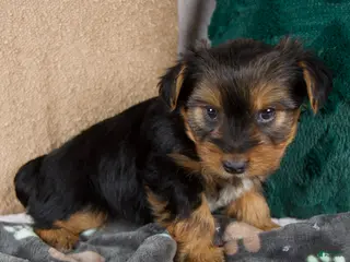 Yorkshire Terrier dogs Gabriel - Ad 9
