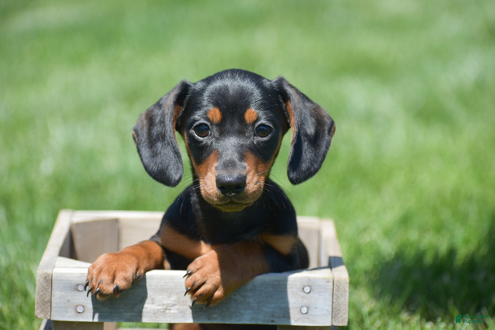 Miniature Dachshund dogs Nicole - Ad 1