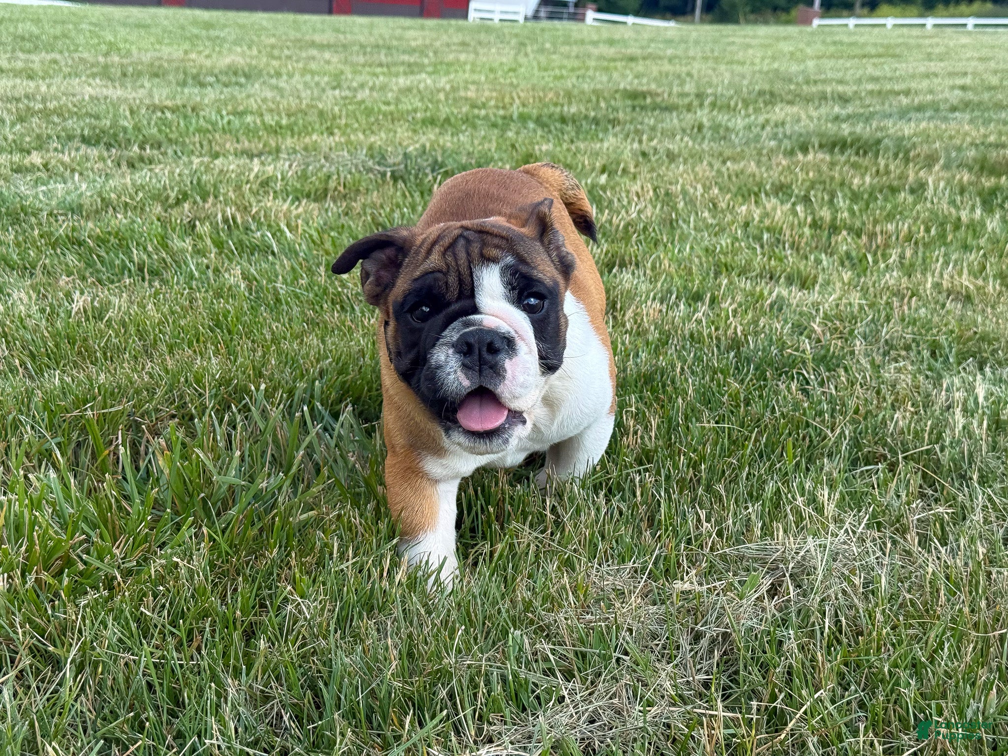 English Bulldog dogs Otis - Ad 1