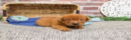 Labrador Retriever dogs for sale: Copper  - Ad 2