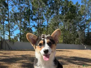 Mixed Breed dogs for sale: Star - Ad 4