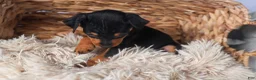 Miniature Pinscher dogs for sale: ANGEL - Ad 4
