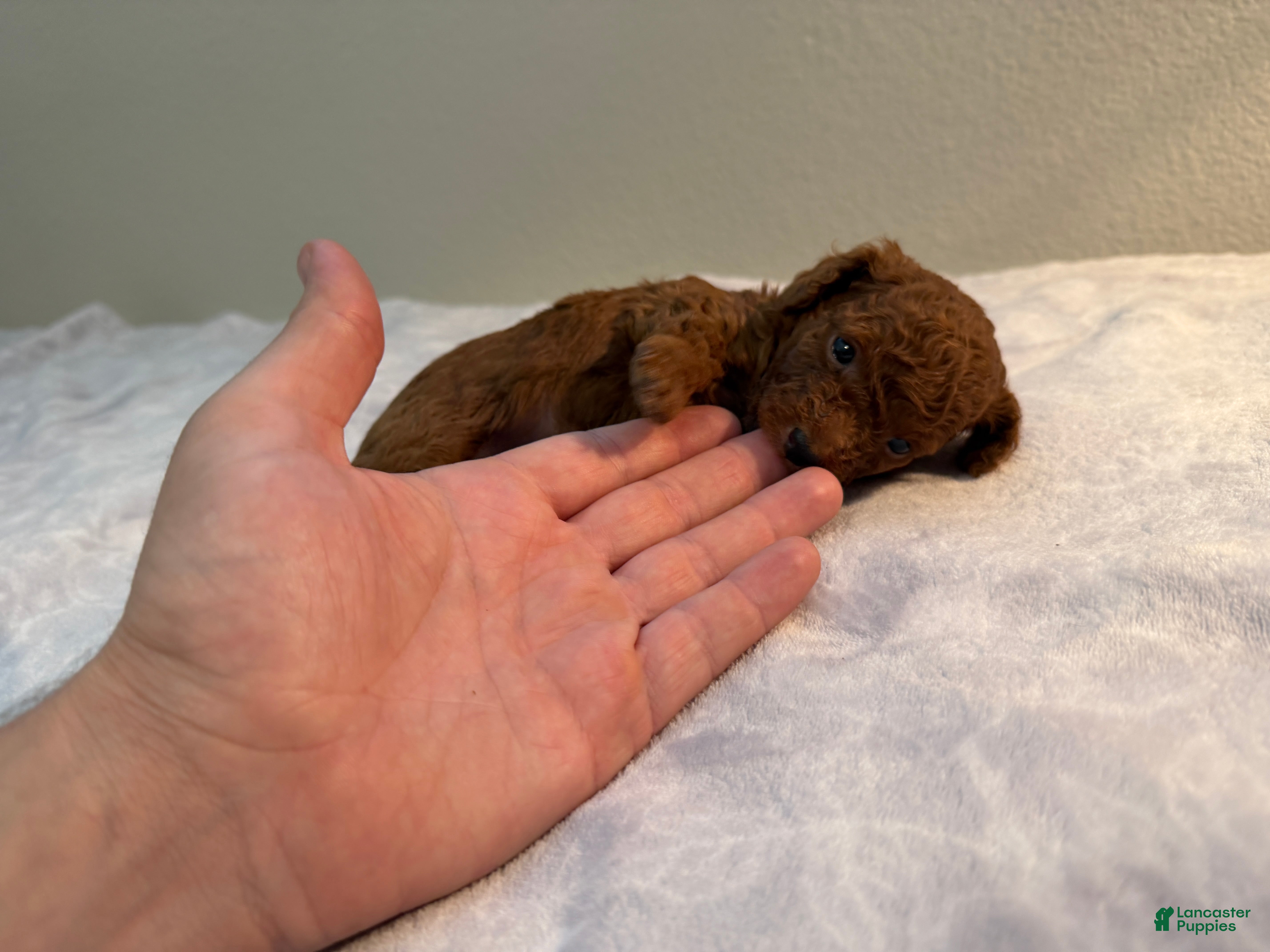 Toy Poodle dogs ❤️🐻 AKC Mahogany Red Male Teacup Toy Poodle 🐻❤️ - Ad 2