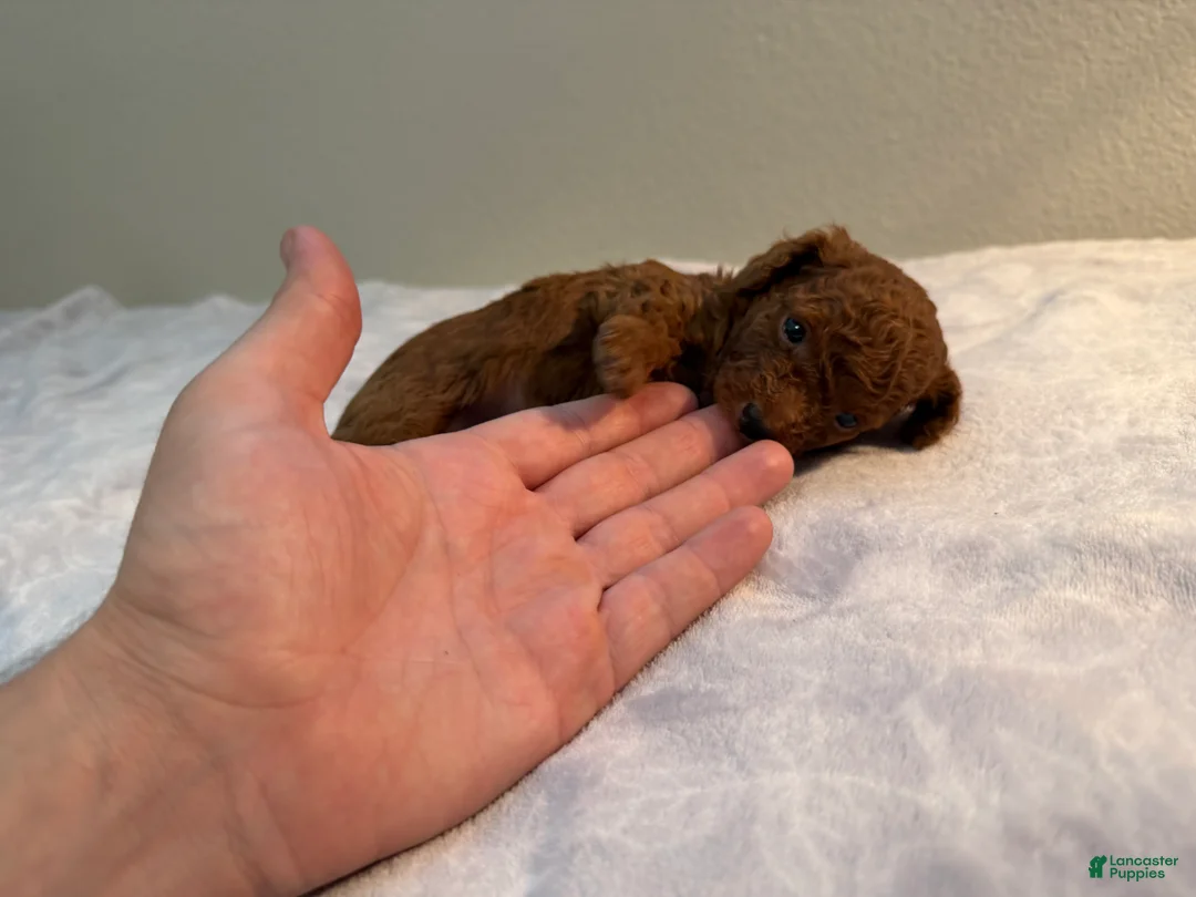 Toy Poodle dogs for sale: ❤️🐻 AKC Mahogany Red Male Teacup Toy Poodle 🐻❤️ - Ad 2