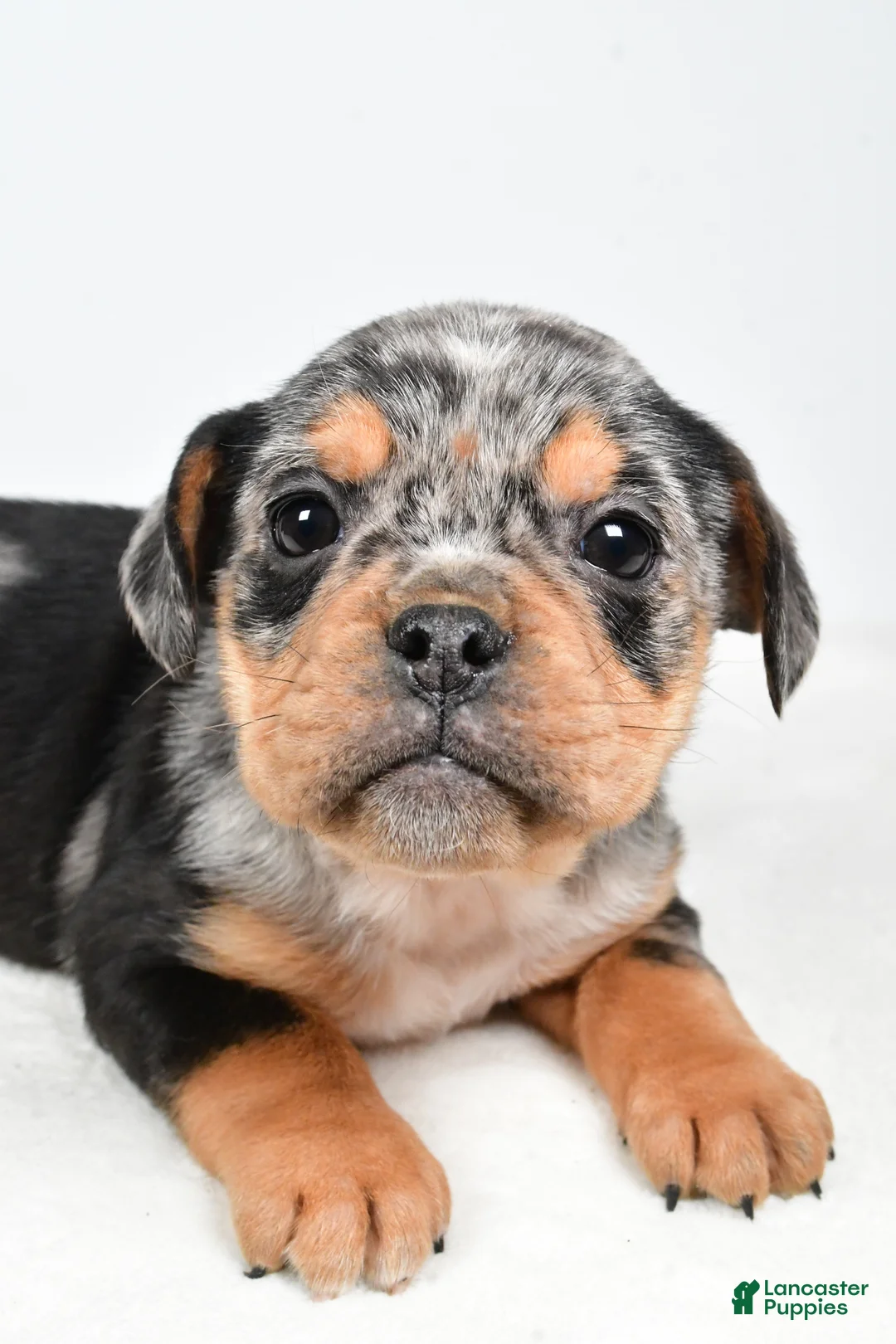 Beabull dogs for sale: Lyndsey - Ad 7