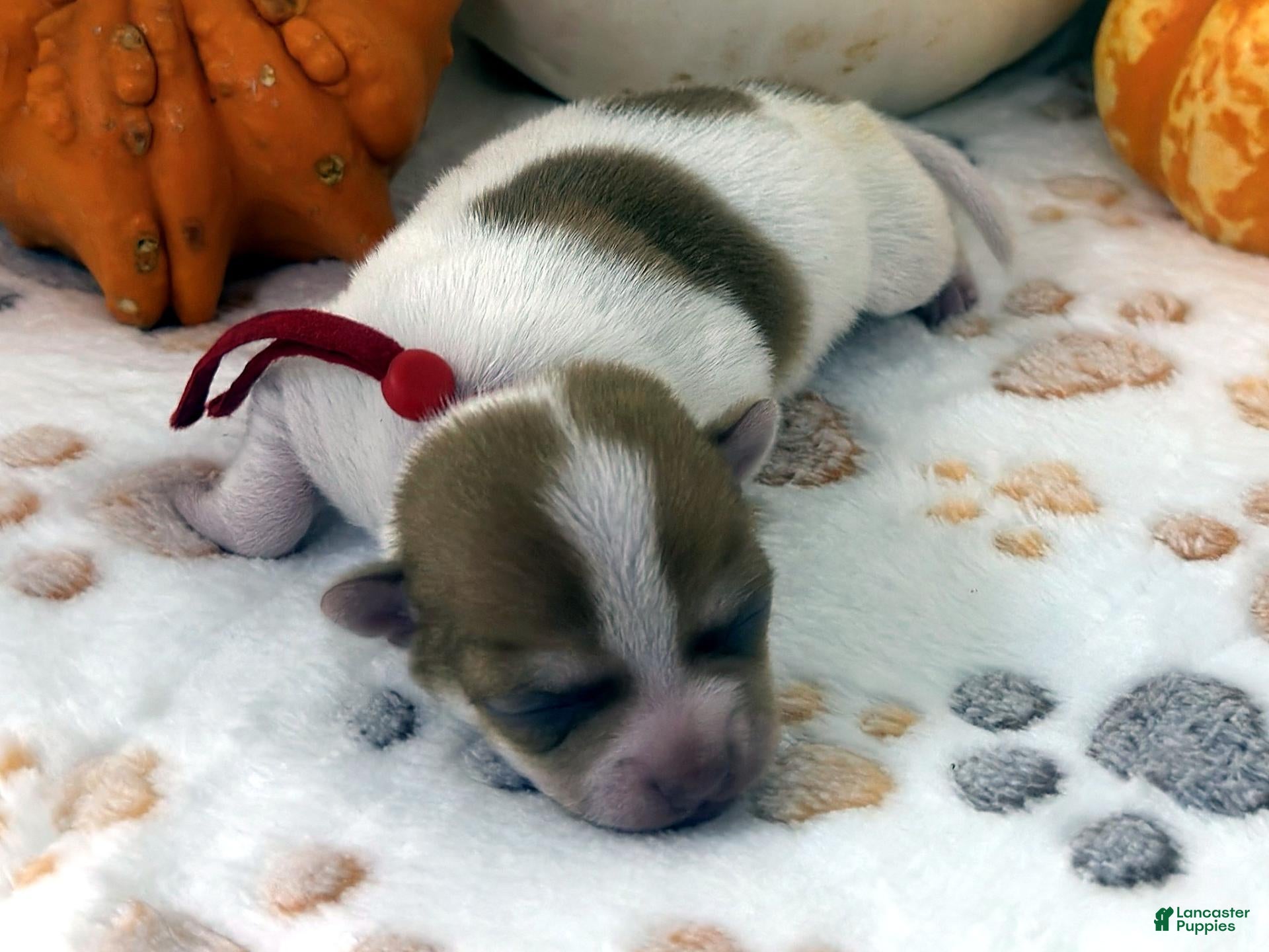 Chihuahua dogs for sale: Red - Ad 1