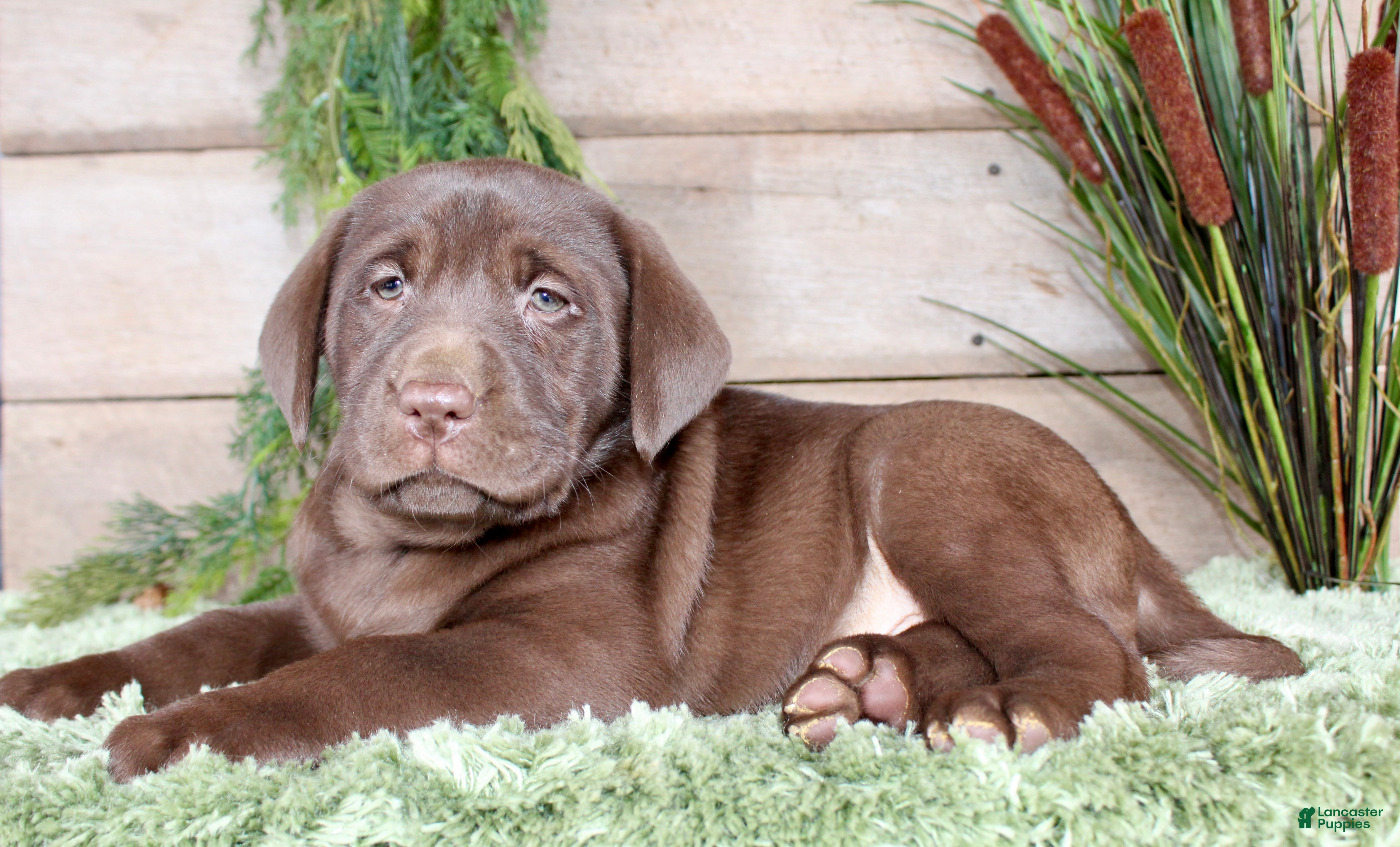 Labrador Retriever dogs Hillary  - Ad 1