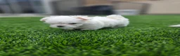 Maltese dogs for sale: 🐾 Adorable Male Maltese Puppy – Ready for His Forever Home! 🐾 - Ad 6