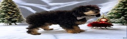 Toy Poodle dogs for sale: Cashmere - Ad 5