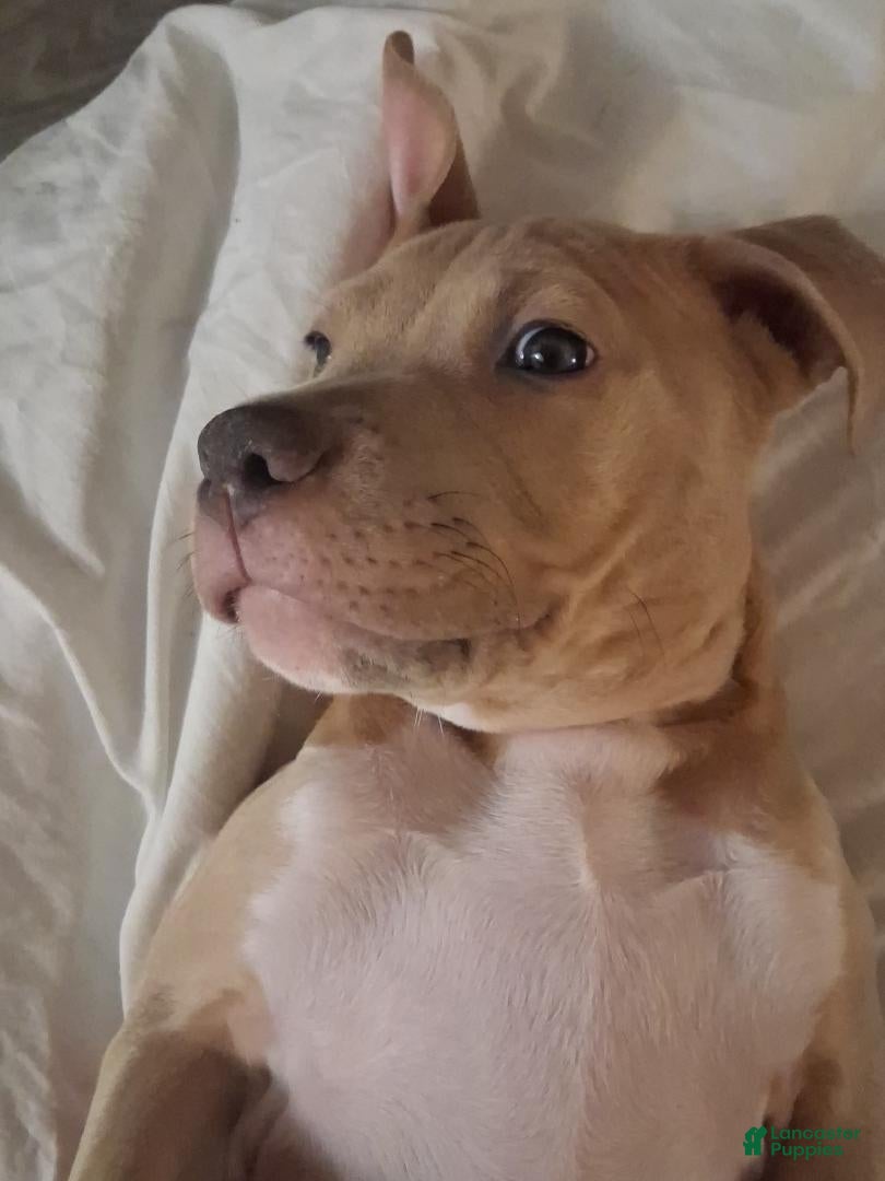 Mixed Breed dogs King - Ad 32