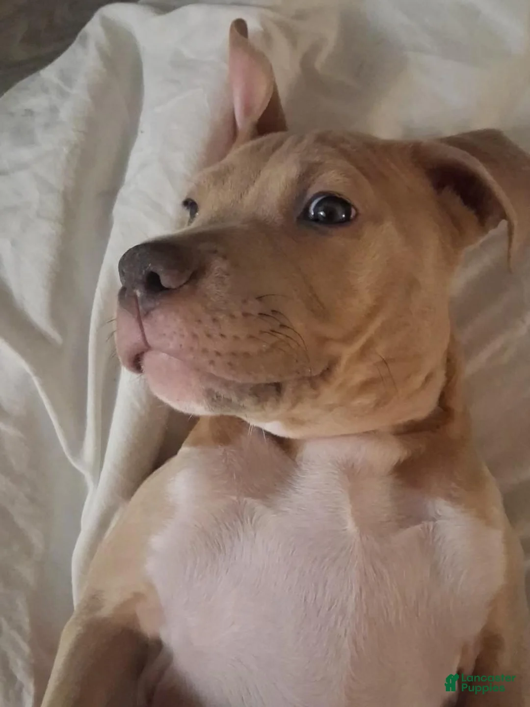 Mixed Breed dogs for sale: King - Ad 1
