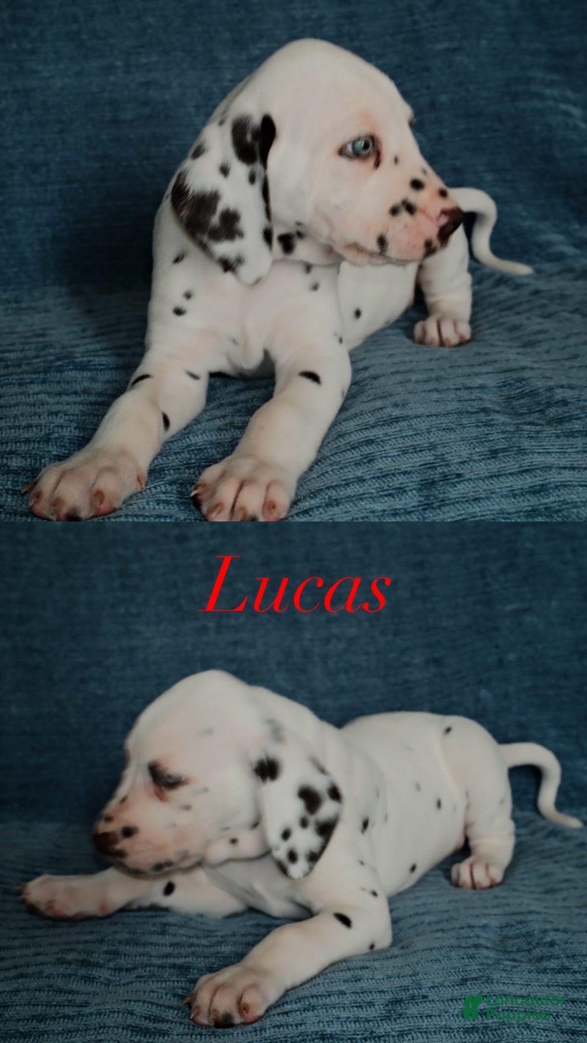 Dalmatian dogs Lucas - Ad 2