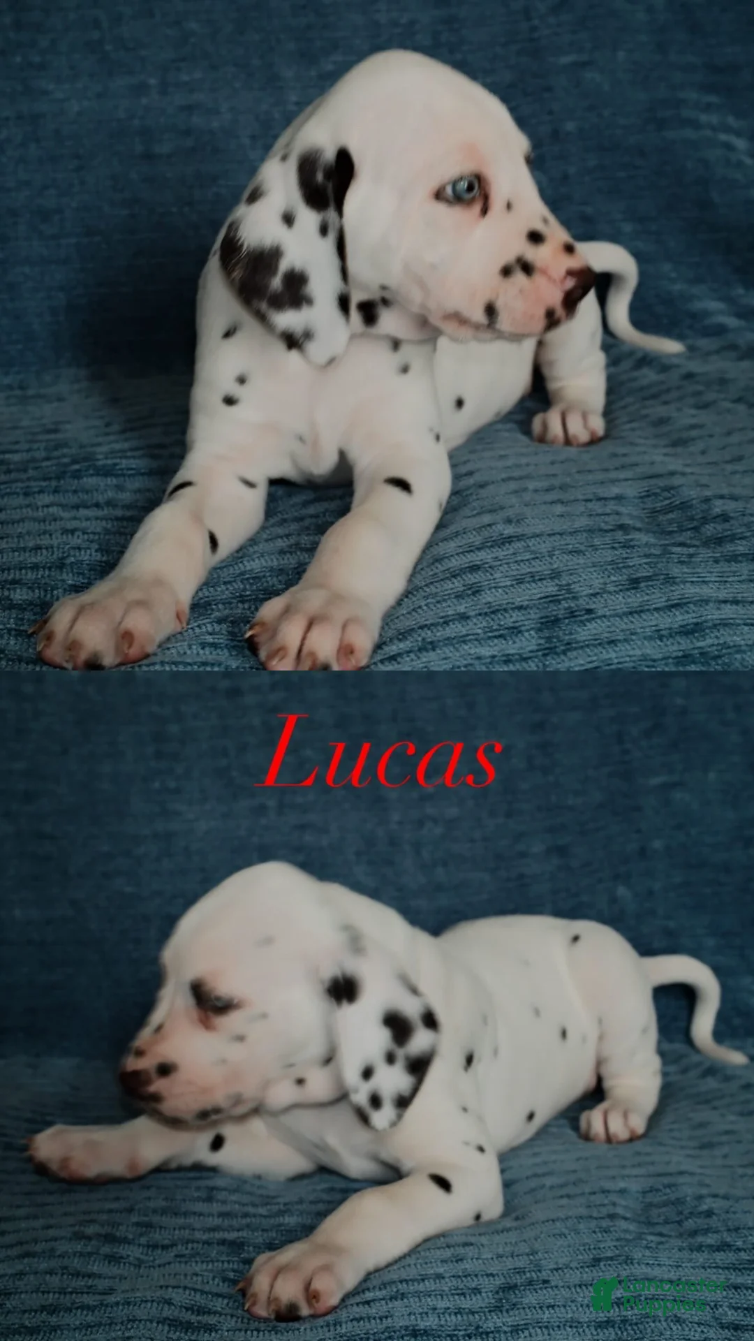 Dalmatian dogs for sale: Lucas - Ad 1
