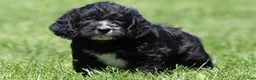 Mixed Breed dogs for sale: Bear - Ad 3