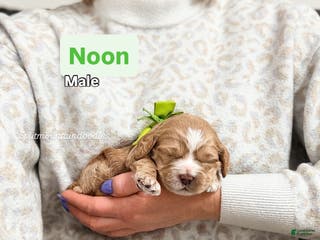 Mixed Breed dogs Noon - Ad 40