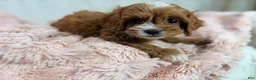 Cavapoo dogs for sale: Caramel 🎀 - Ad 9