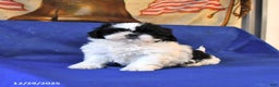 Shih Tzu dogs for sale: Misty - Ad 4