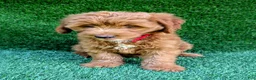 Mini Goldendoodle dogs for sale: Toby - Ad 8