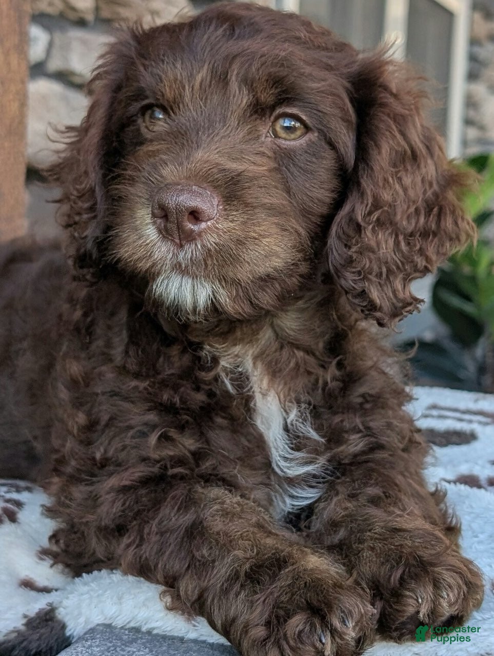 Cavapoo dogs Corrie - Ad 2