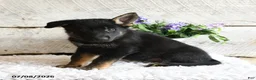 German Shepherd dogs for sale: Ember - Ad 5