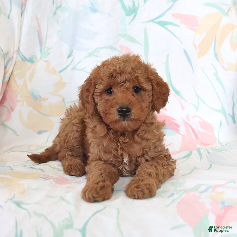 Miniature Poodle dogs Roy  - Ad 1