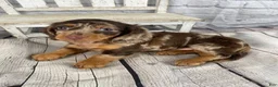 Miniature Dachshund dogs for sale: Pearl - Ad 10