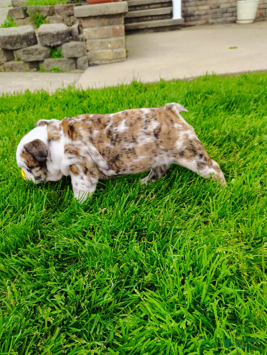 English Bulldog dogs for sale: Bailey  - Ad 2