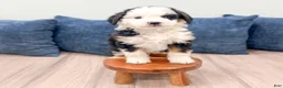Mini Bernedoodle dogs for sale: Braxton - Ad 2