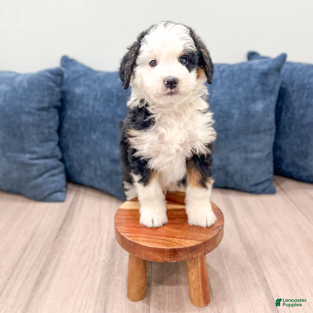 Mini Bernedoodle dogs for sale: Braxton - Ad 2