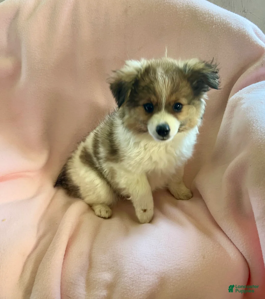 Mixed Breed dogs for sale: LoLa-Aussie/Pom - Ad 1