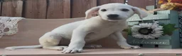 Labrador Retriever dogs for sale: Labrador Retriever 2 - Ad 5