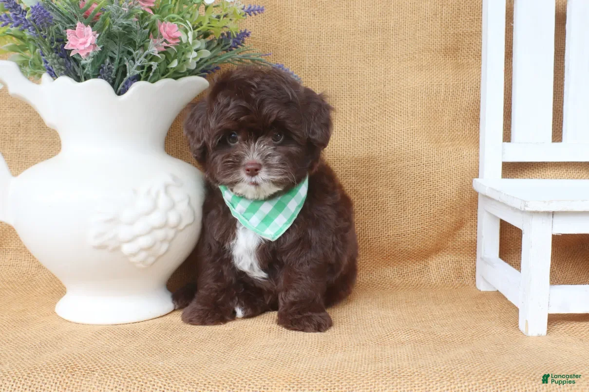 Yorkiepoo dogs Lucas - Ad 2