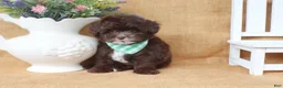 Yorkiepoo dogs for sale: Lucas - Ad 2