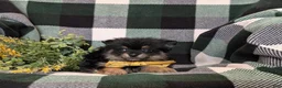 Pomeranian dogs for sale: Bradly - Ad 5