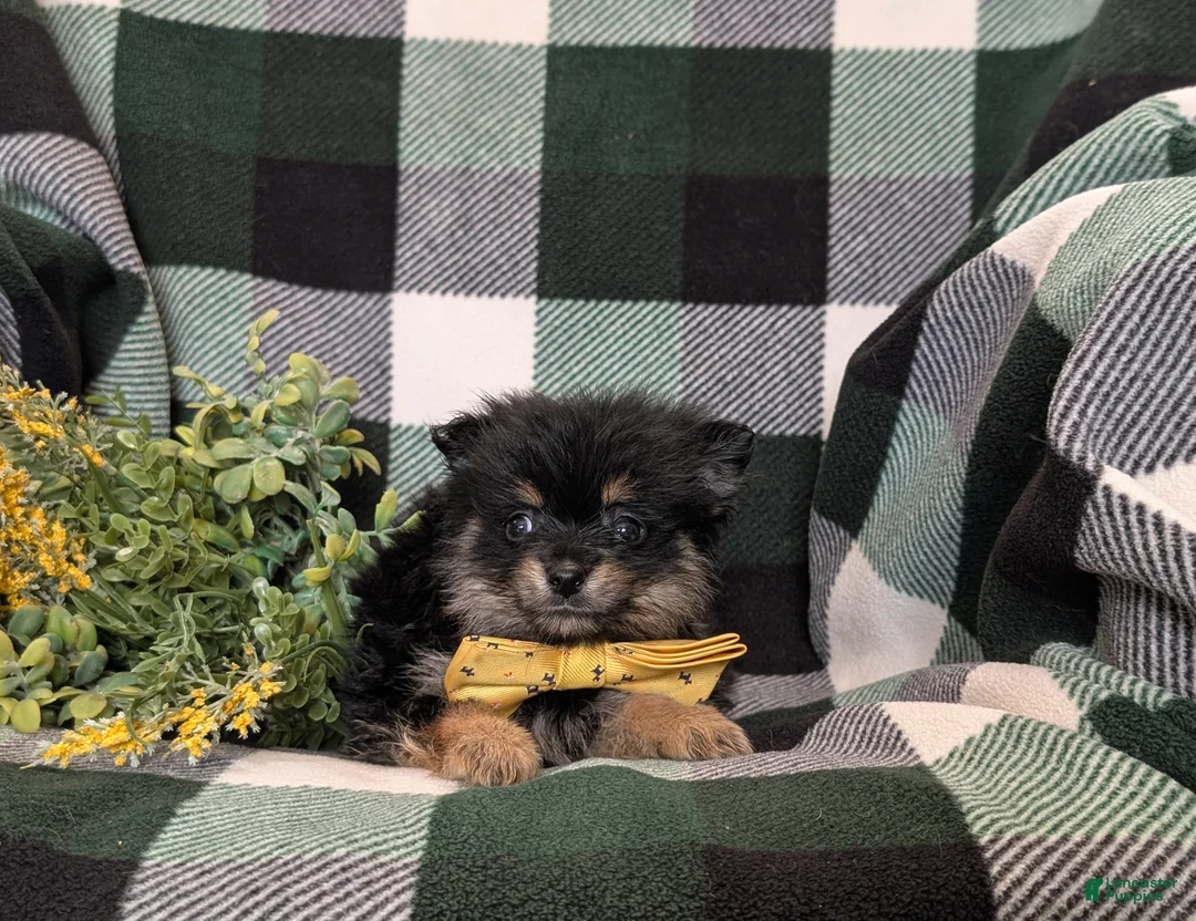 Pomeranian dogs for sale: Bradly - Ad 5