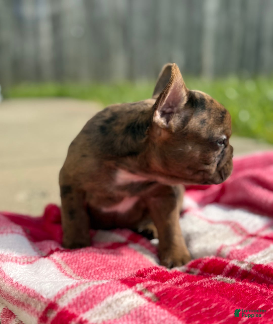French Bulldog dogs for sale: Chocolate Merle French Bulldog Puppy - Ad 2